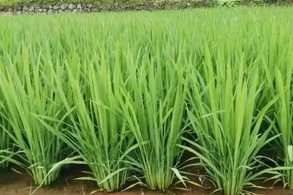 泰优桂香占水稻种子介绍，每亩秧田播种量10千克