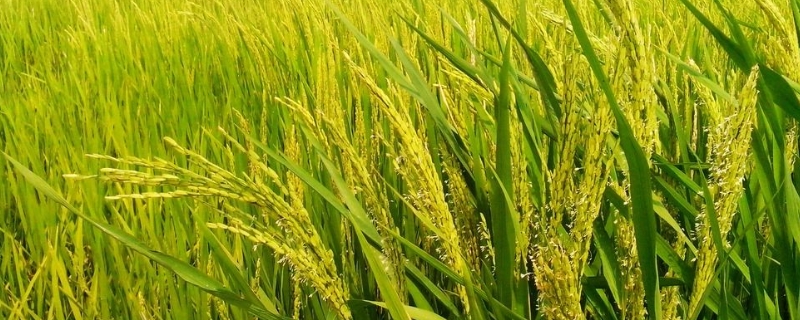 俏红3号水稻种子简介，注意防治各种病虫害