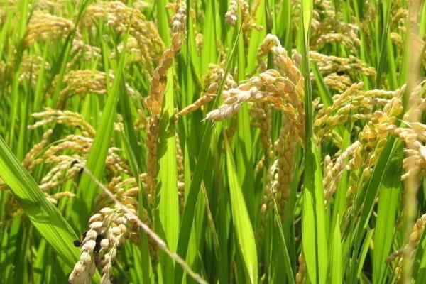 恒泰优280水稻种子特征特性，全生育期104～121天