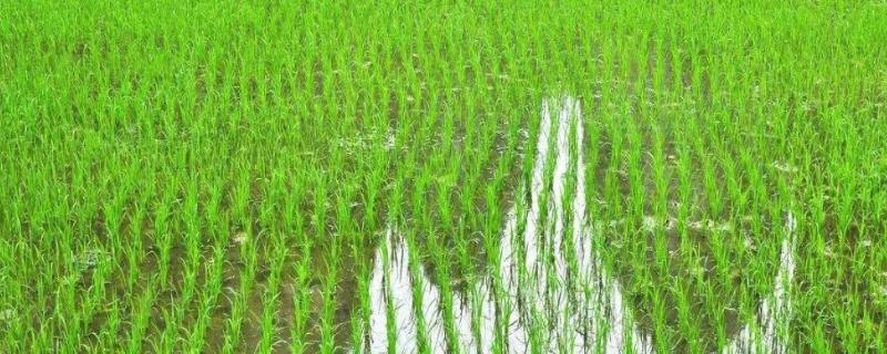 特优680水稻种子特点，秧田亩播种量约15公斤