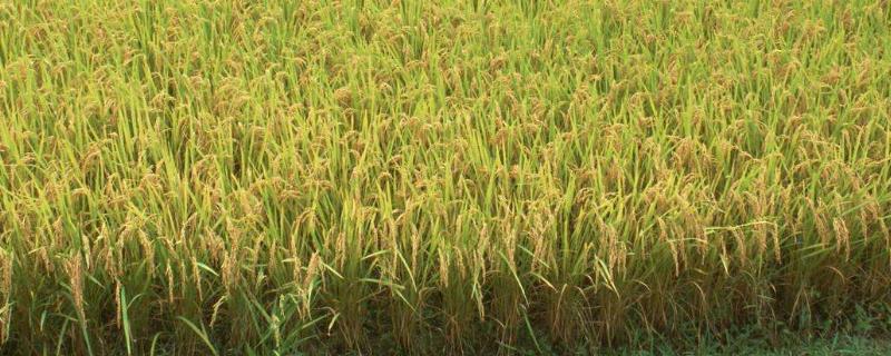 沉香优雅丝香水稻品种简介，每亩大田用种量25～5千克