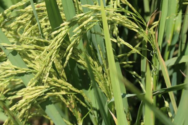 闽两优5466水稻品种简介，每亩秧田播种量10～15千克