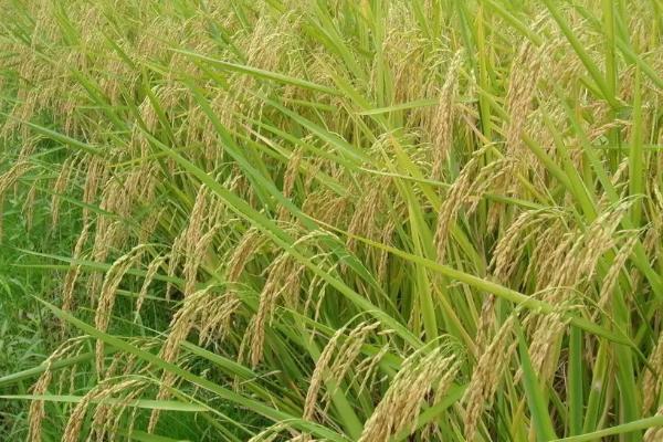 闽两优5466水稻品种简介，每亩秧田播种量10～15千克