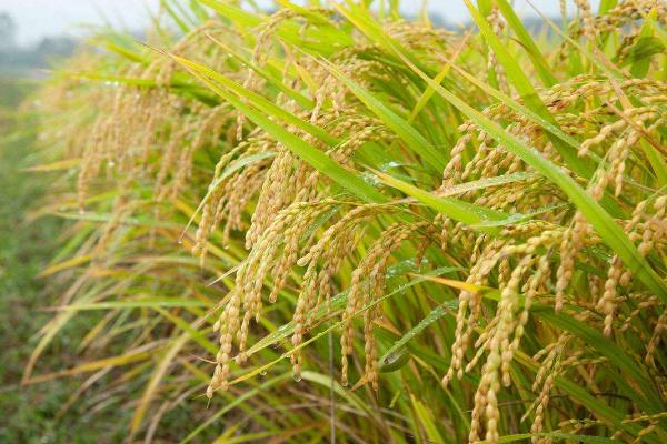 隆优丝苗水稻种子简介，中等肥力土壤