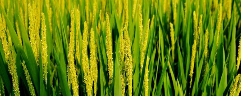隆优丝苗水稻种子简介，中等肥力土壤
