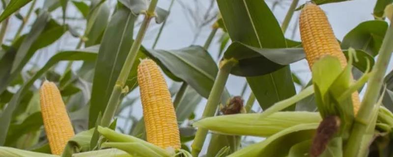 瑞禾白糯80玉米品种的特性，春播以3月上中旬播种育苗为宜