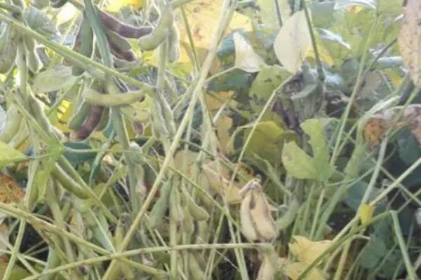 浙鲜14大豆种子介绍，结荚后期注意防治炭疽病