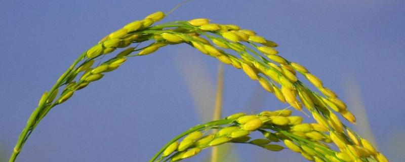 冈优960水稻种子特征特性，抗性评价中抗