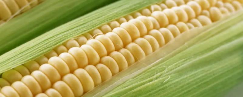 金牛1968玉米品种的特性，春播平均生育期117.5天