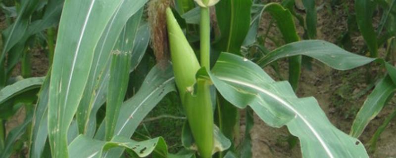 金牛玉999玉米种子特征特性，春播平均生育期139.0天