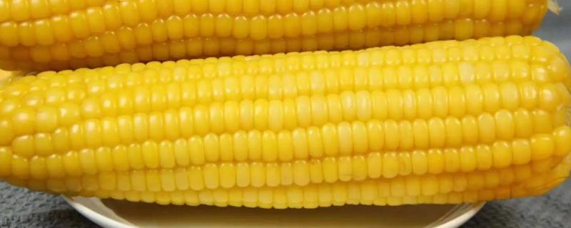 DS183玉米品种简介，注意防治茎腐病