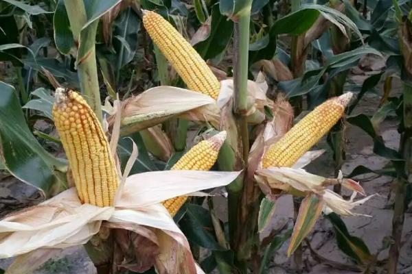 嘉乐玉609玉米品种简介，春播平均生育期140.6天