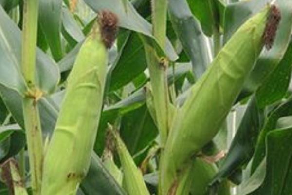 贡玉99玉米种子特征特性，春播平均生育期132.3天