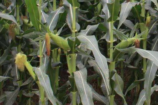 博玉179玉米种子介绍，春播平均生育期117.2天