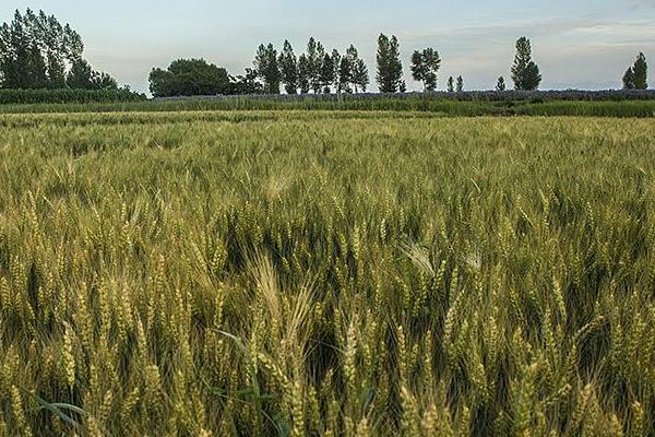 西科麦475小麦种子特点，中抗白粉病
