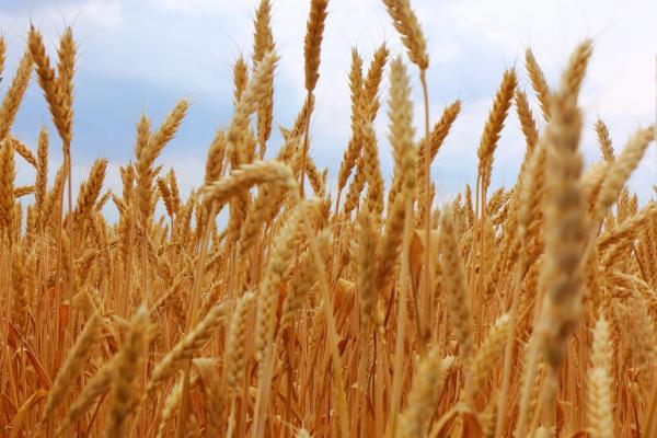 川麦1694小麦种子特征特性，中抗白粉病