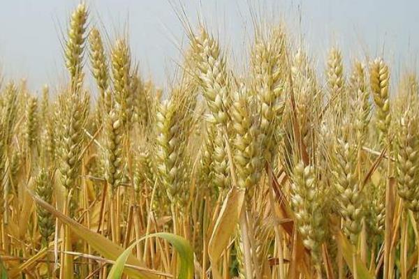 西科麦475小麦种子特点，中抗白粉病