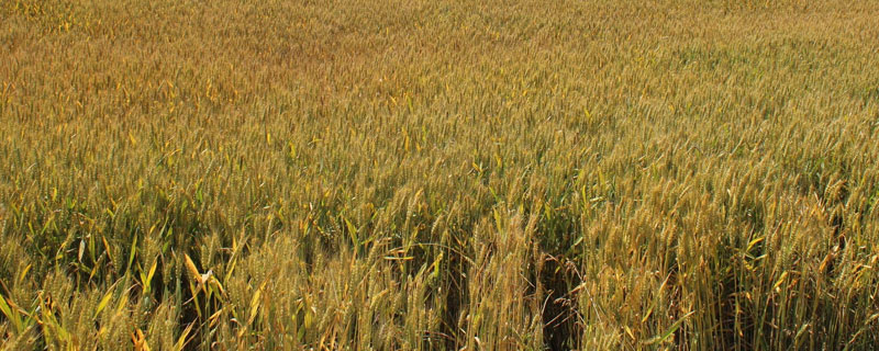 绵糯麦1号小麦品种简介，中抗白粉病