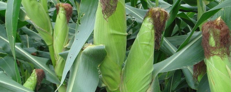 华龙玉999玉米品种的特性，春播平均生育期113.6天