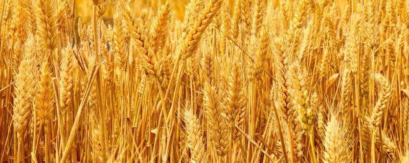 蜀麦1671小麦种子介绍，中抗白粉病