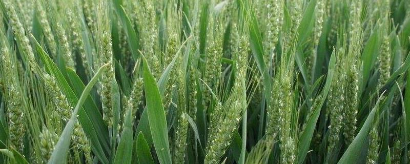 川麦1648小麦品种简介