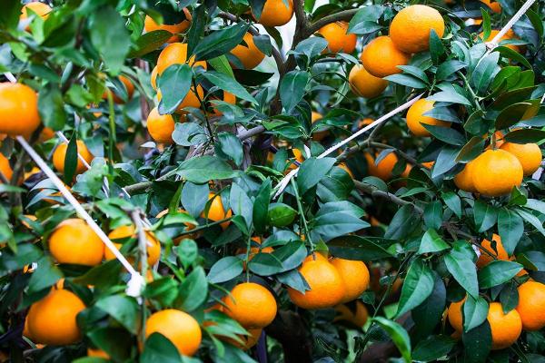 丑美人柑橘苗的特征，抗寒性较强且种植前景好