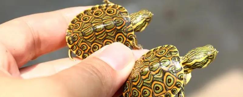 甜甜圈龟的寿命，寿命一般都在35-40年左右