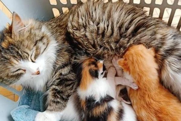 母猫产后一个月的注意事项，饮食、钙质、乳房、卫生等都需要关注