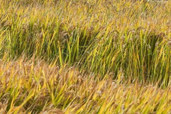 金香香占水稻种子特征特性，该品种基部叶鞘绿色