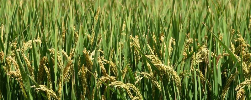 宜优603水稻种子特点，综合防治病虫害