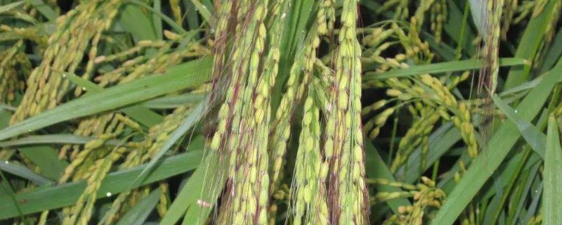 恒丰优2256水稻种子特征特性，该品种基部叶鞘绿色