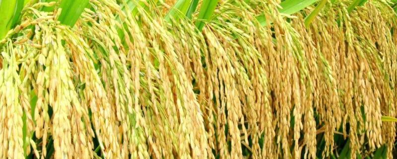 瑞优蓁禾水稻种简介，该品种基部叶叶鞘绿色