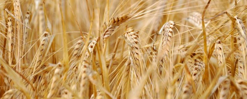 小麦的播种量，半冬时节1亩地可播种9公斤