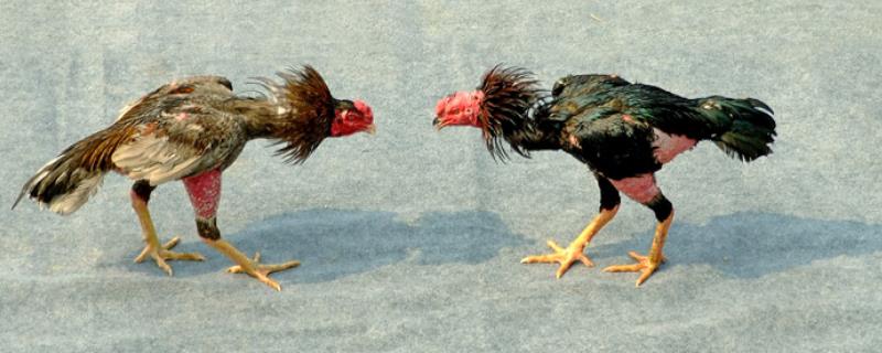 河南斗鸡简介，羽色通常主要以青色、红色、白色为主