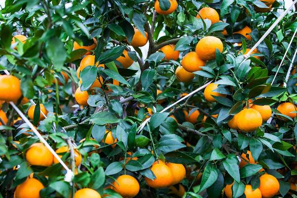 柑橘缺钙怎么办，施肥时需减少氮钾肥的过量施用