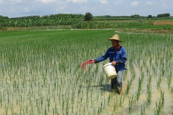 怎么对晚稻使用钾肥，亩施5-12公斤钾肥为宜