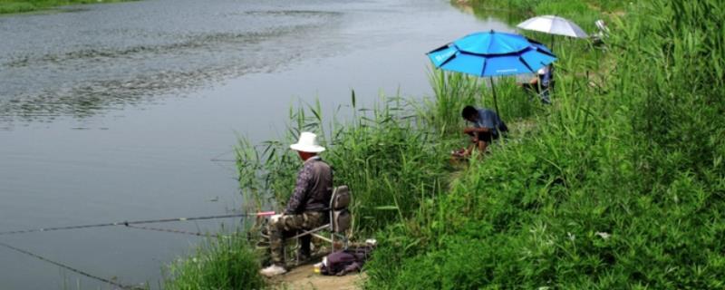 6月份钓鱼要钓浅还是钓深，大多数选择钓深