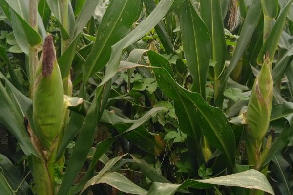 泰华1号玉米品种简介，密度4500—5000株/亩