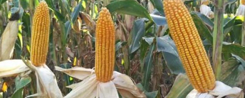 泰华1号玉米品种简介，密度4500—5000株/亩
