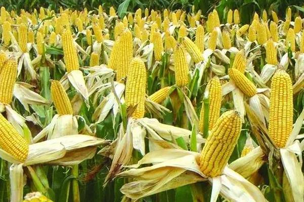 华龙21玉米种子简介，密度5500株/亩左右