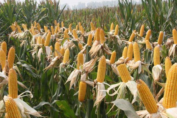 JK9685玉米种子特点，适宜播种期6月中旬至下旬