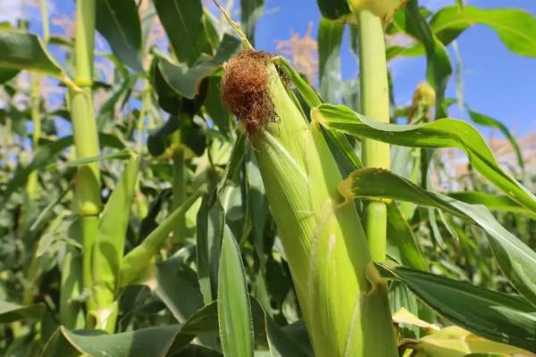 科育2021玉米种简介，密度4500—5000株/亩