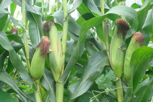 科育2021玉米种简介，密度4500—5000株/亩