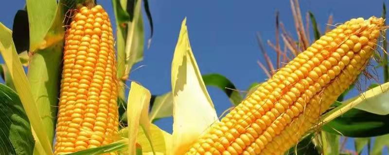 JK9685玉米种子特点，适宜播种期6月中旬至下旬