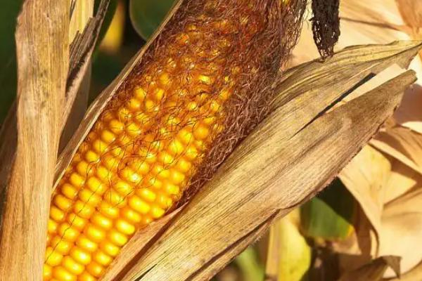 乐盈601玉米种子特征特性，适宜播种期5月下旬至6月下旬