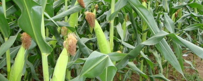 京业207玉米种子特征特性，适宜播种期6月上中旬