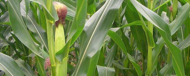 京科636玉米种子简介，适宜播种期6月中旬至下旬