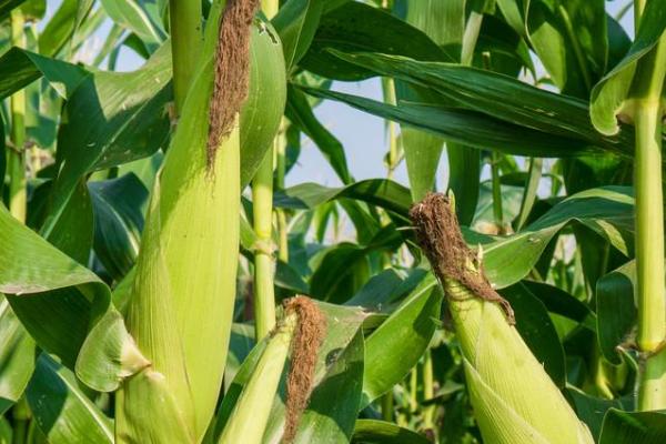 良玉203玉米品种简介，适宜播种期5月下旬至6月中旬