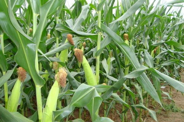 春庆189玉米品种的特性，密度4000株/亩左右