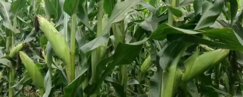 春庆189玉米品种的特性，密度4000株/亩左右